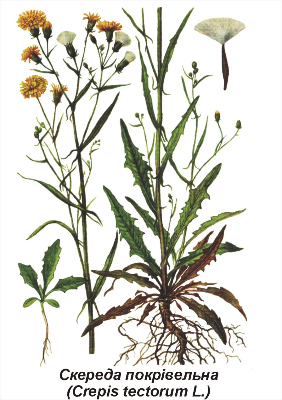 Одуванчик лекарственный- Taraxacum officinale web.