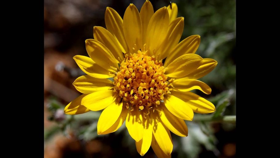 Трубчатый цветок ромашки