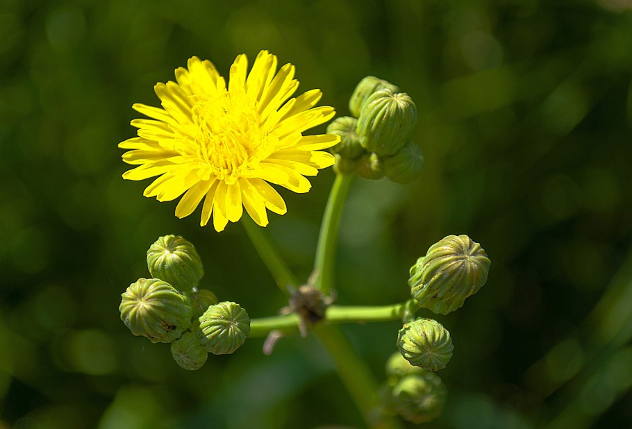 Арника Монтана растение