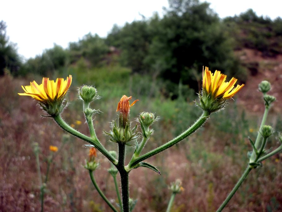 Цветочек сложный полевой