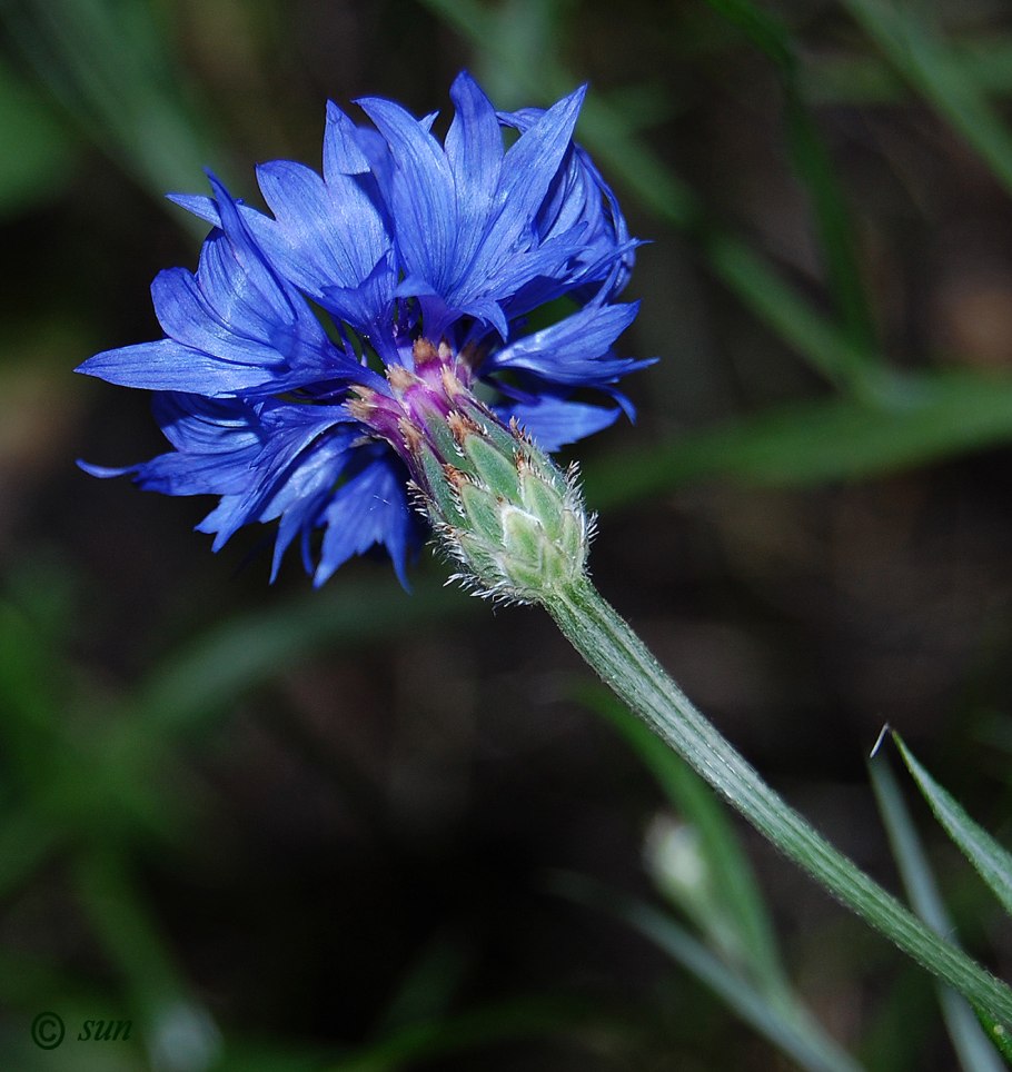 Aster umbellatus
