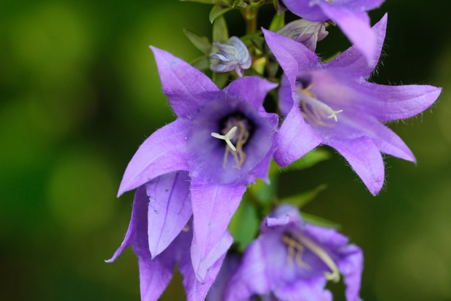 Колокольчик крапиволистный Campanula trachelium