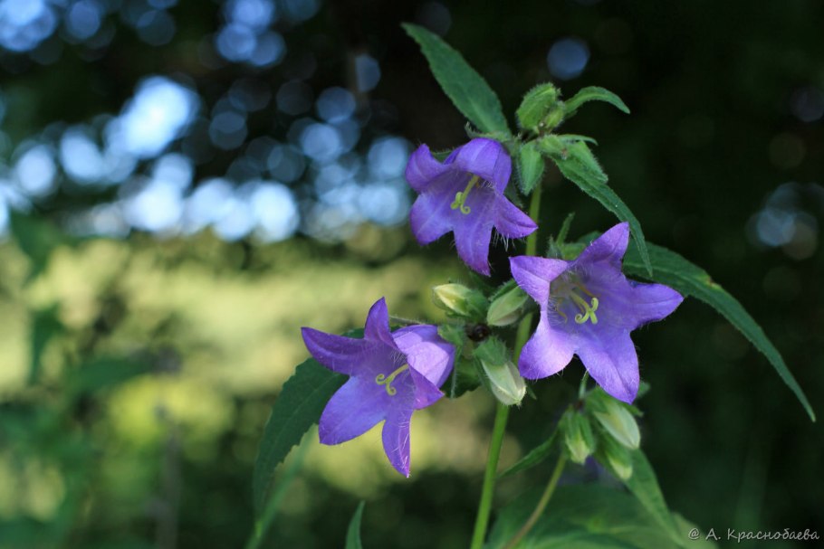Колокольчик Campanula latifolia
