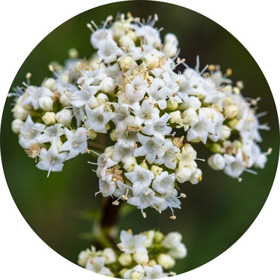 Душица мята шалфей