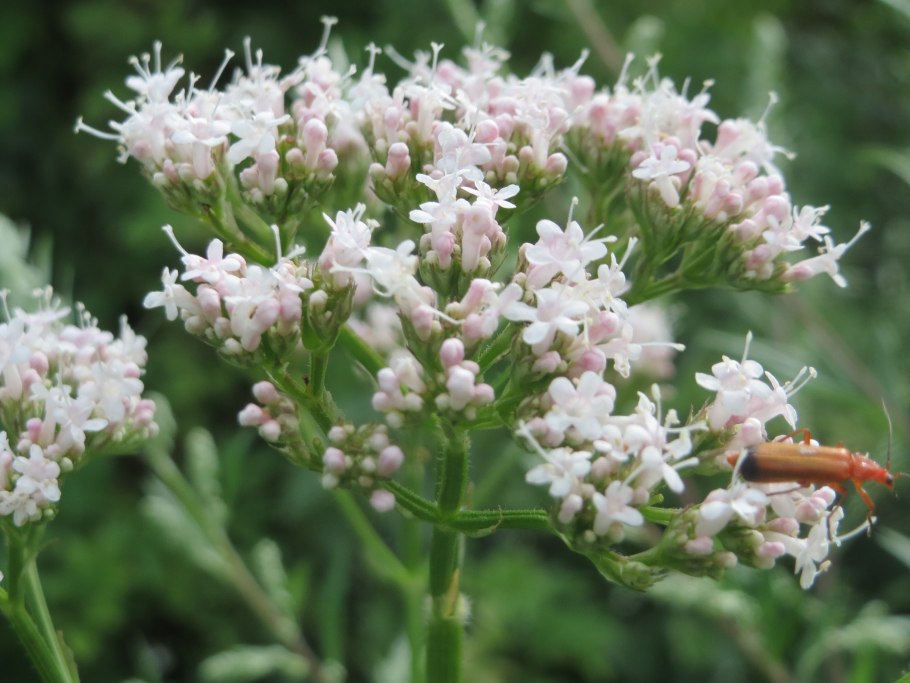 Валериана лекарственная Ульяна
