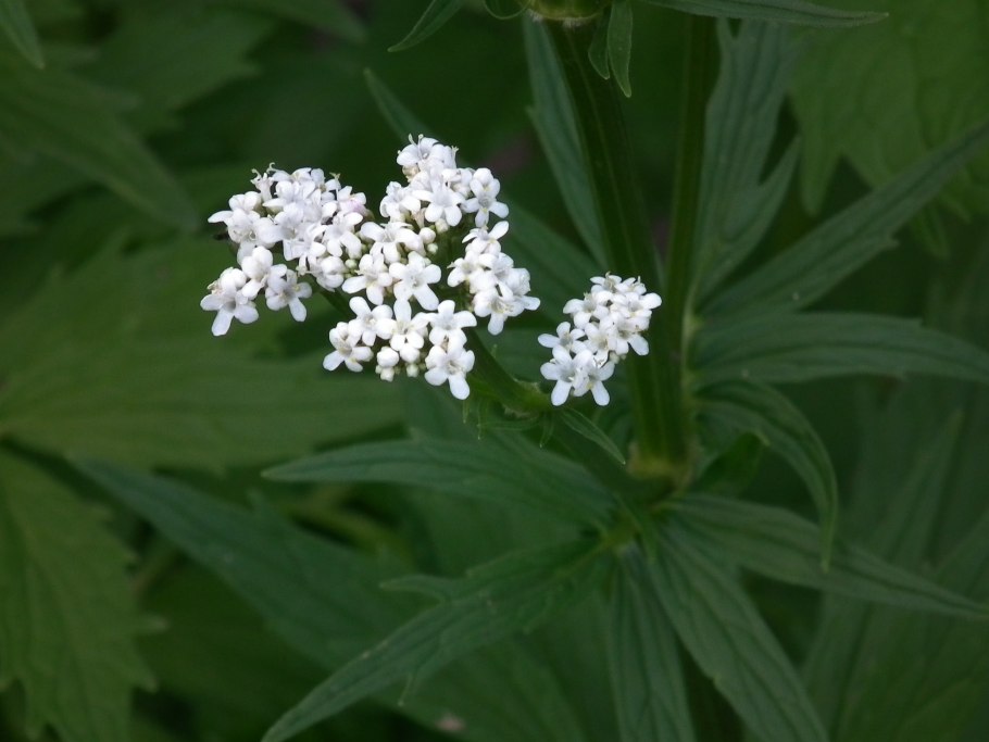 Валериана в огороде