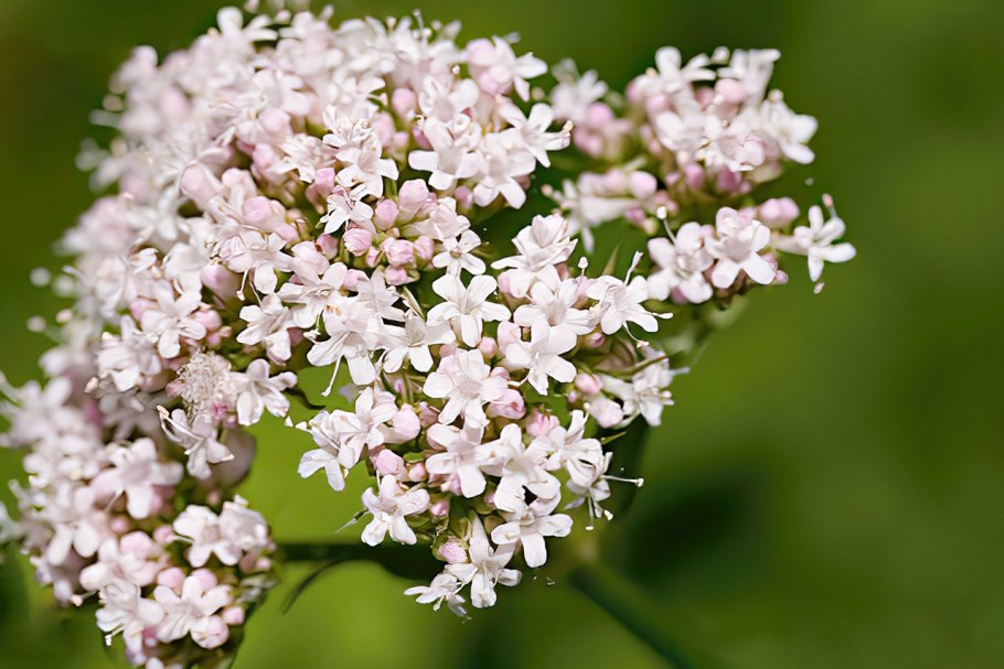 Эхинацея п табл. №100 Парафарм