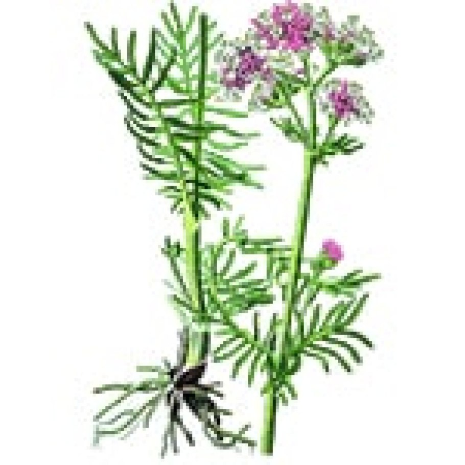 Цвет мёда шалфей лекарственный фото