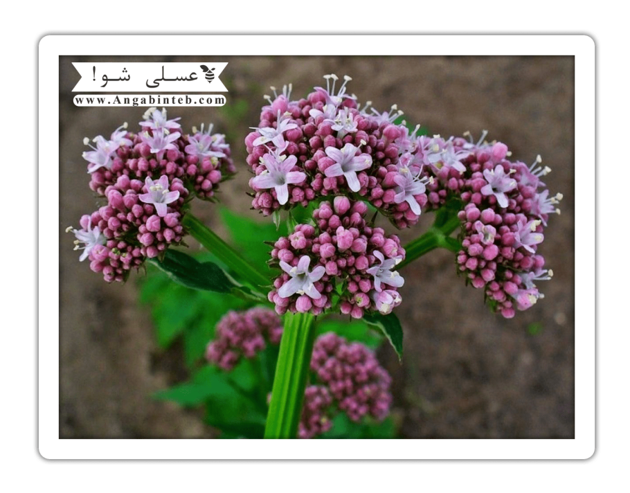 Корневища бадана Красногорсклексредства