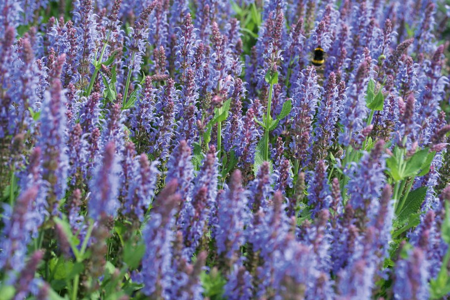 Растение теплима