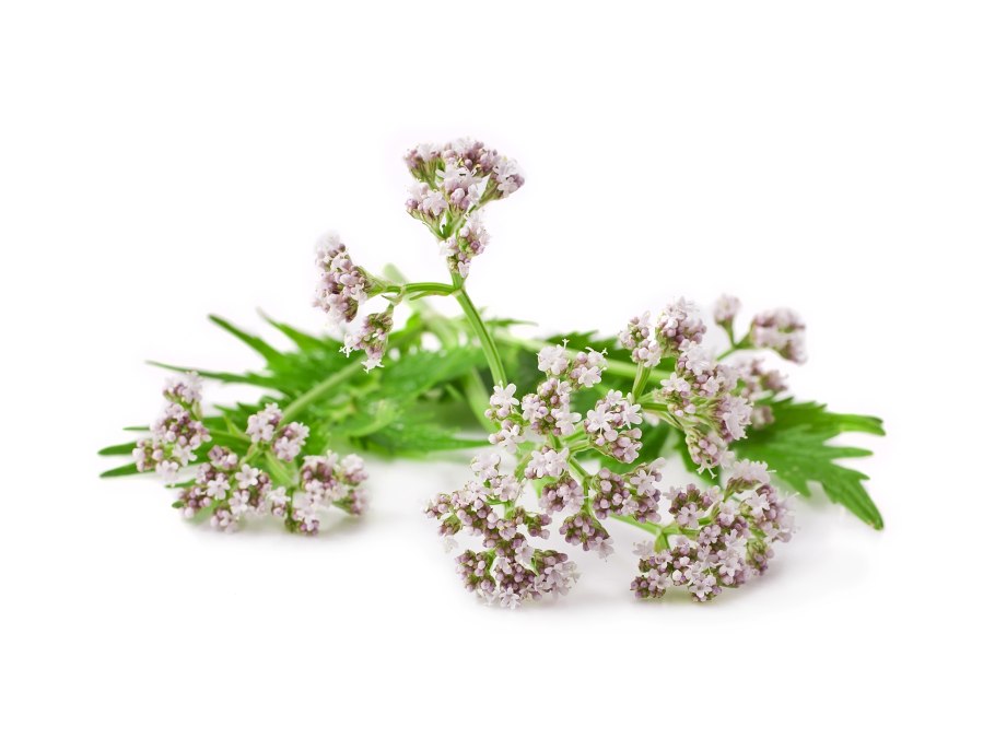 Шалфей валериана