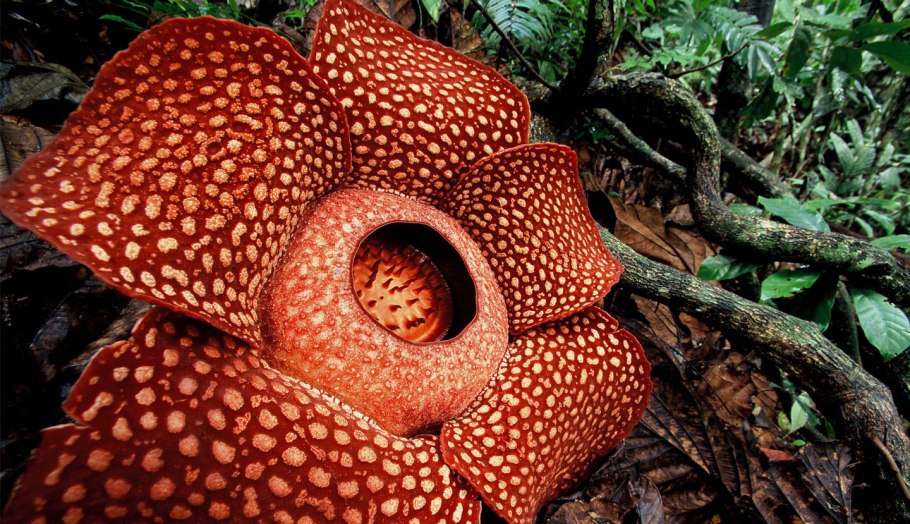 Лотос Комарова описание