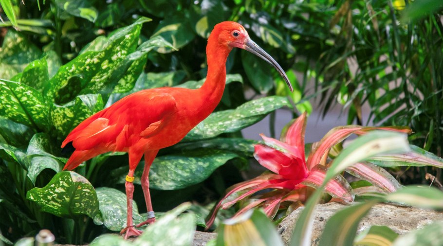 Насекомоядный непентес