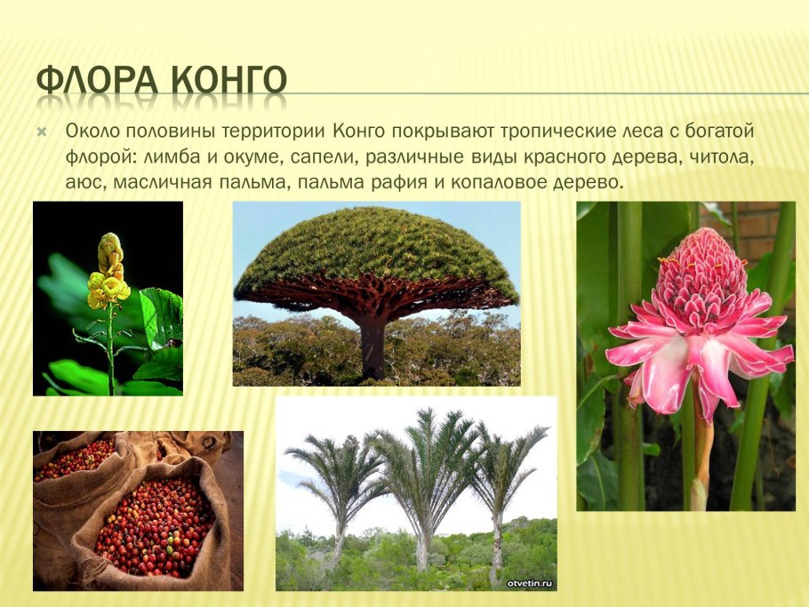 Протея cynaroides King