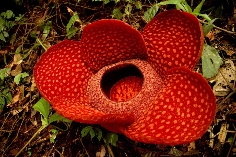 Памианта Перуанская