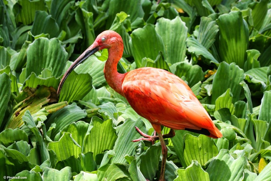 Rafflesia arnoldii, трупный цветок