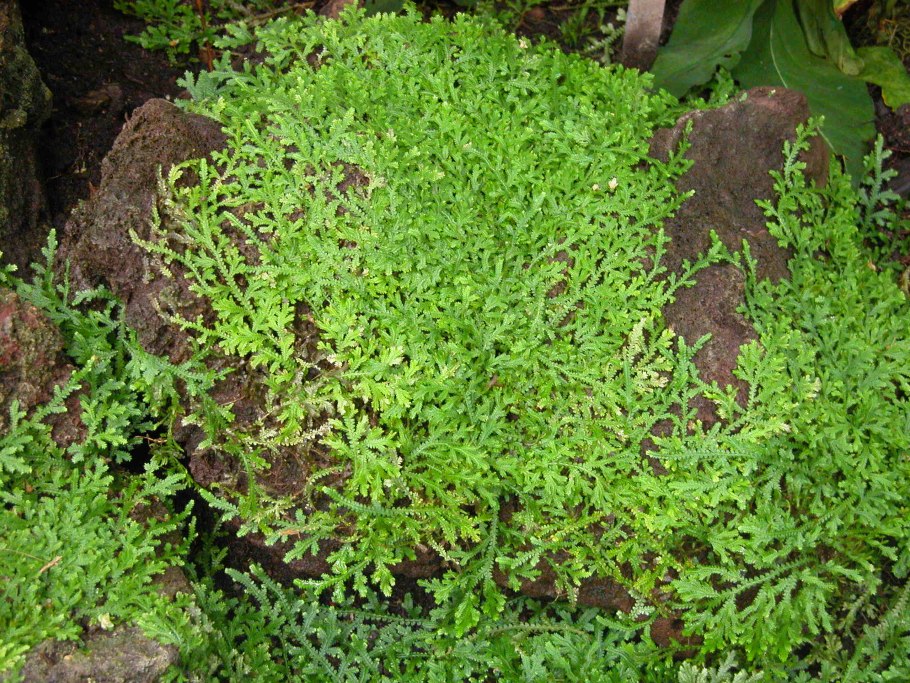 Селагинелла (Плаунок), иерихонская роза