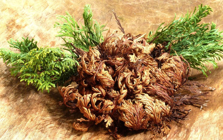 Селагинелла Мартенса