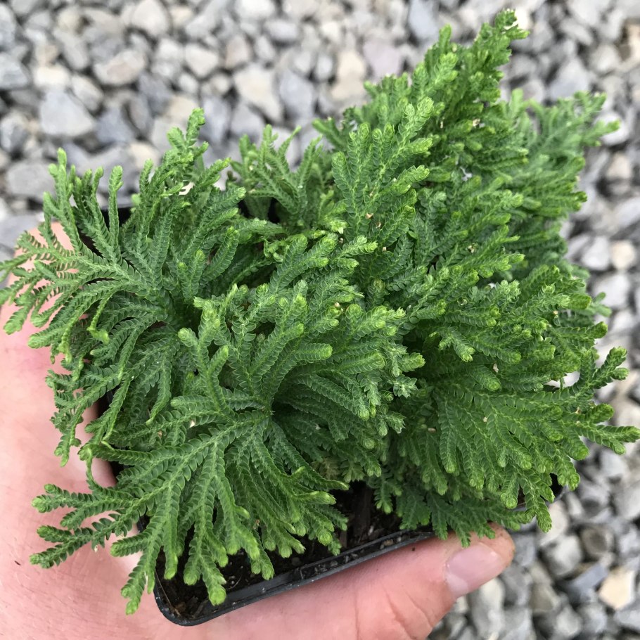 Селагинелла чешуелистная (Selaginella lepidophylla)