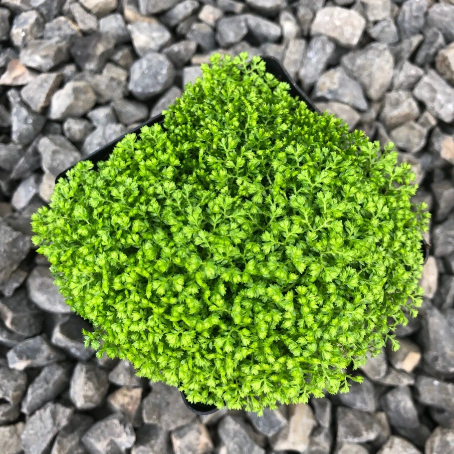 Селагинелла apoda