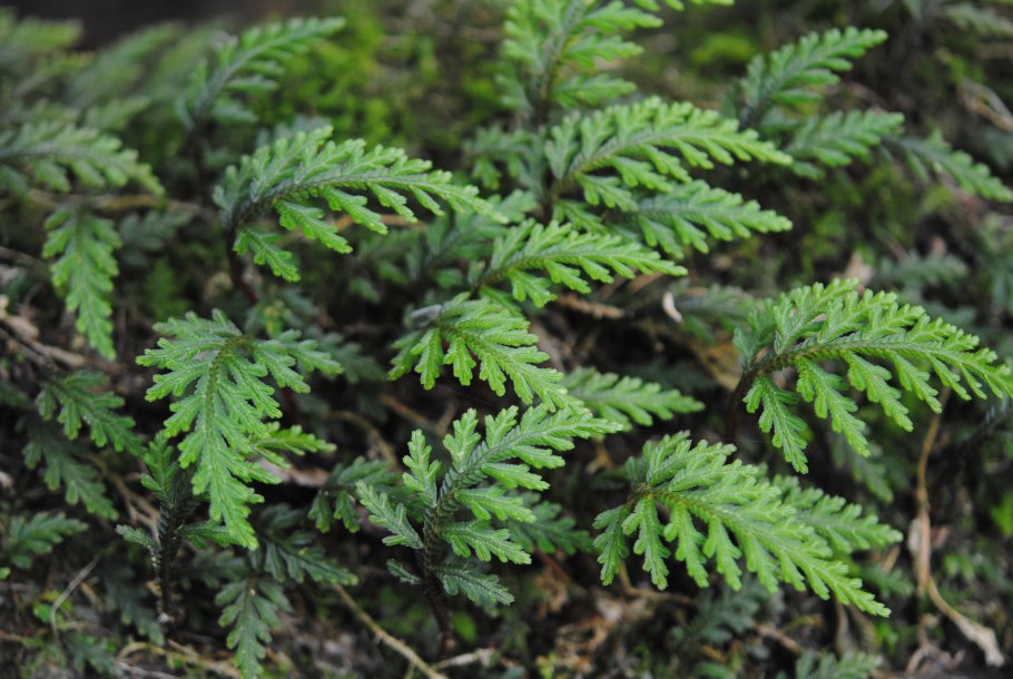 Selaginella martensii