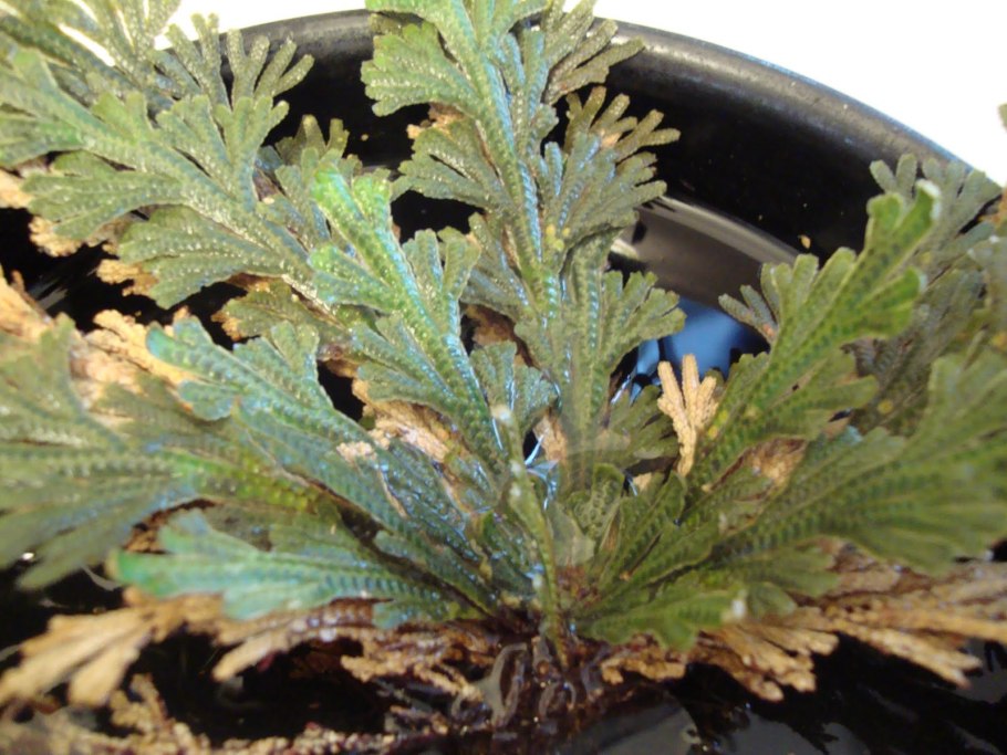 Селагинелла (Selaginella)