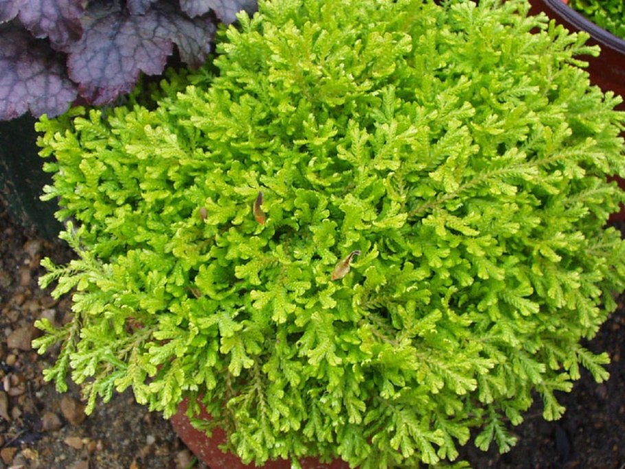 Селагинелла Мартенса