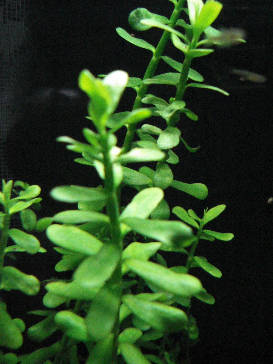 Hedyotis salzmannii
