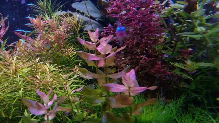 Bacopa salzmannii