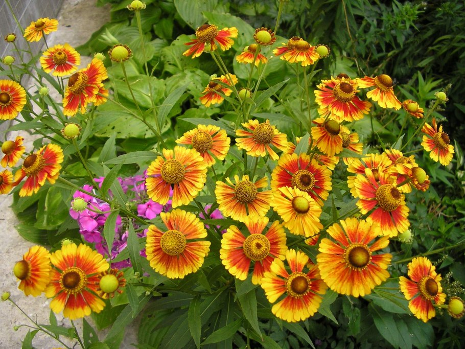 Гелениум осенняя Серенада