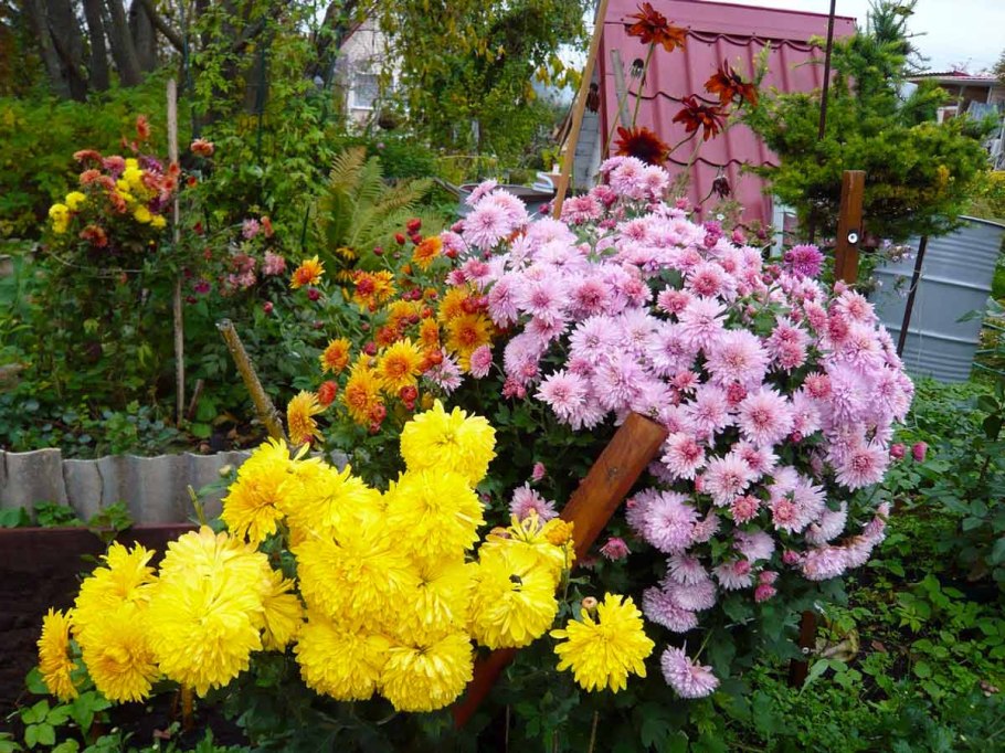 Мультифлора Хризантема палисадник