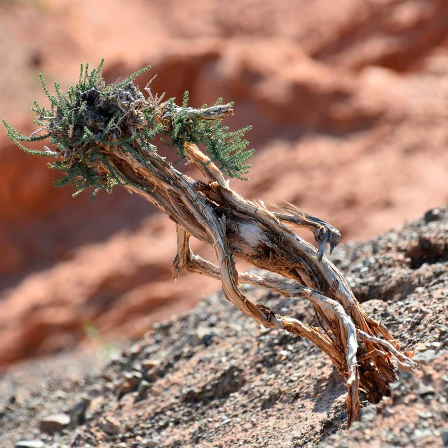 Пустынное дерево саксаул