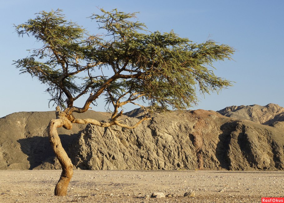 Белый саксаул летом в Евразии