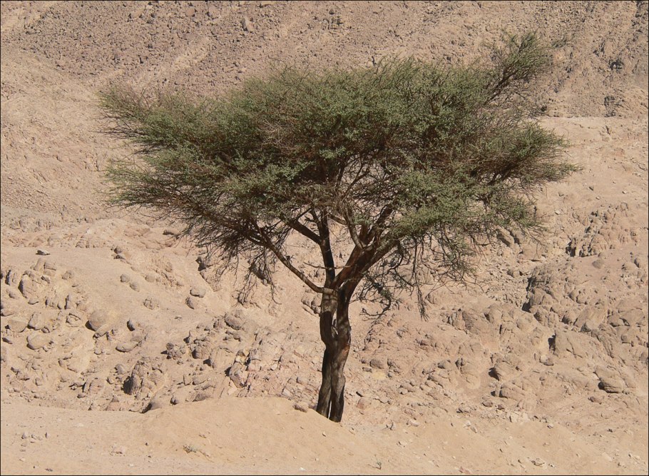 Haloxylon salicornicum