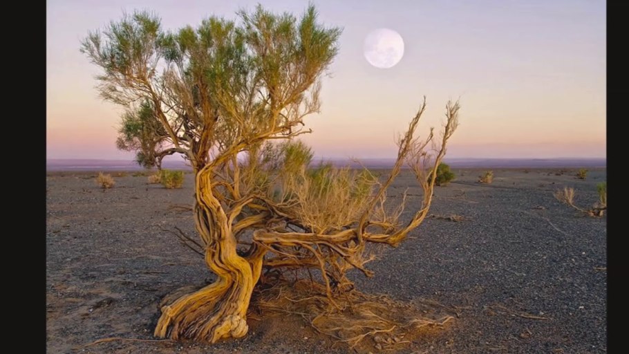 Растение саксаул в пустыне