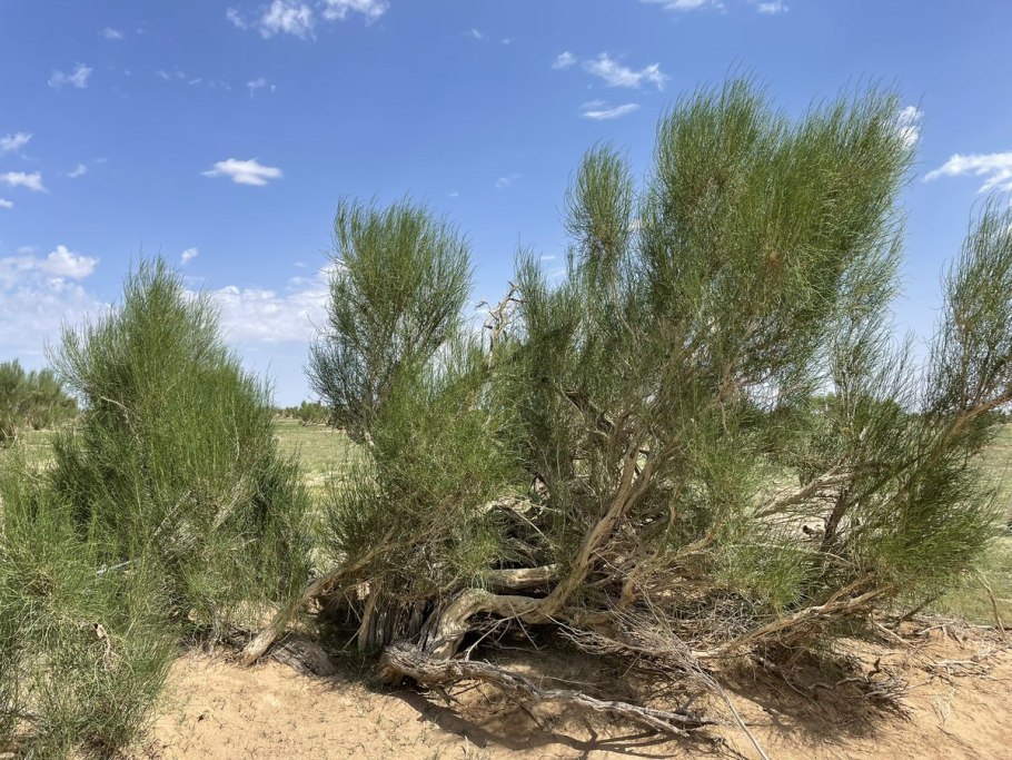 Haloxylon salicornicum