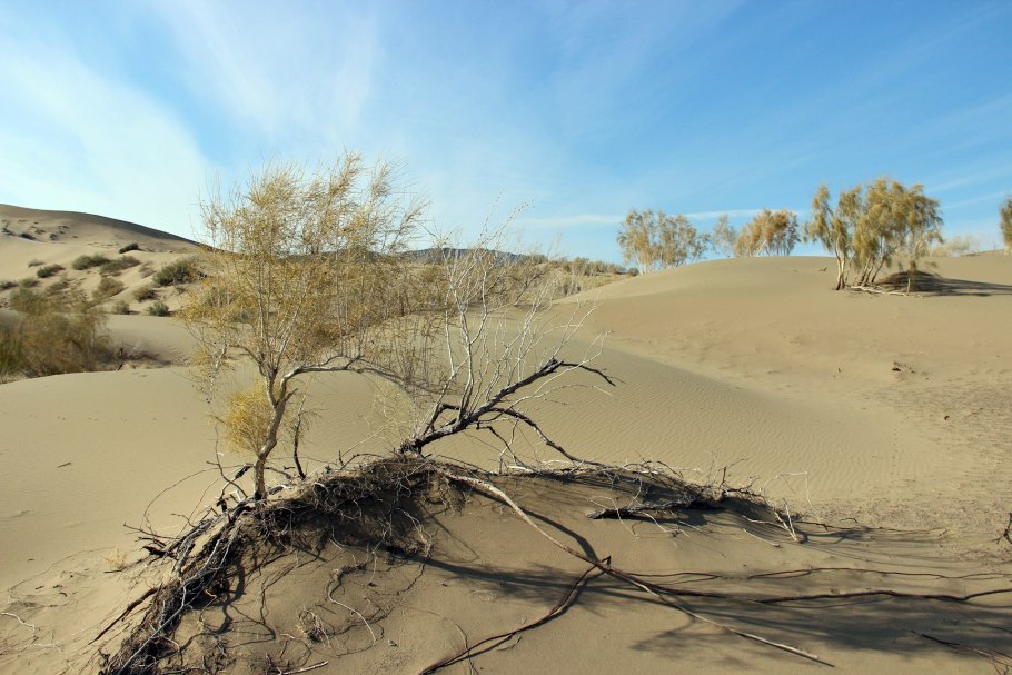 Казахстан пустыня кызылкум