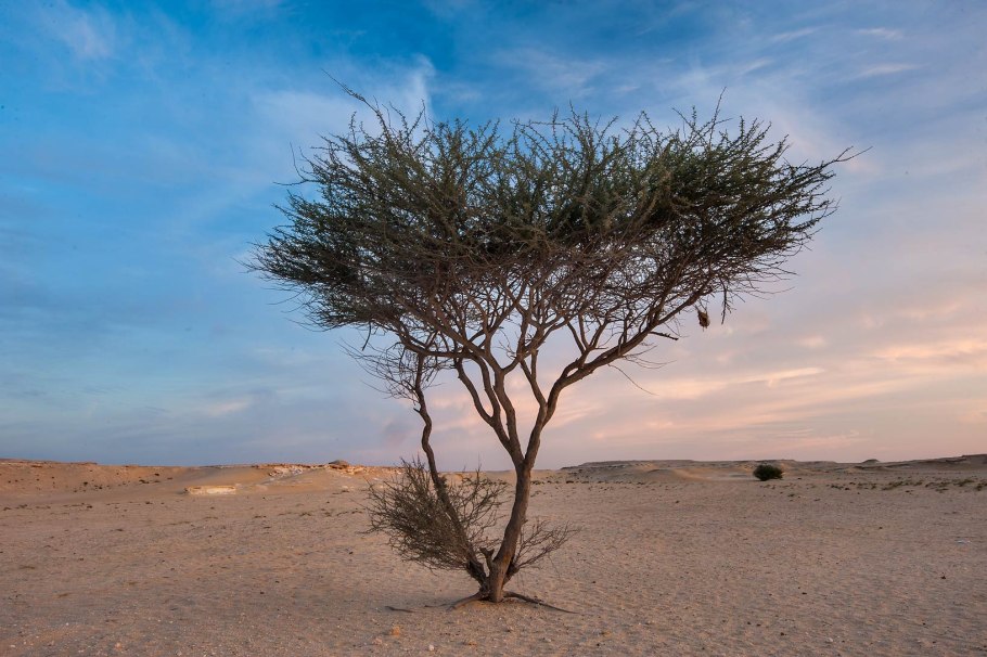 Акация ситтим