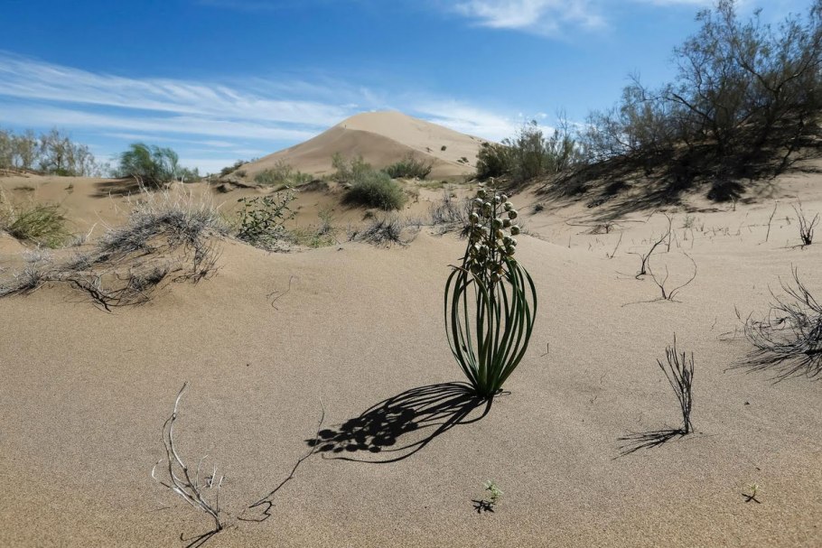 Заразиха цистанхе