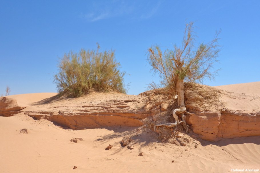 Пустыня Кызылкум