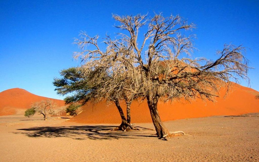 Песчаная Акация Каракум