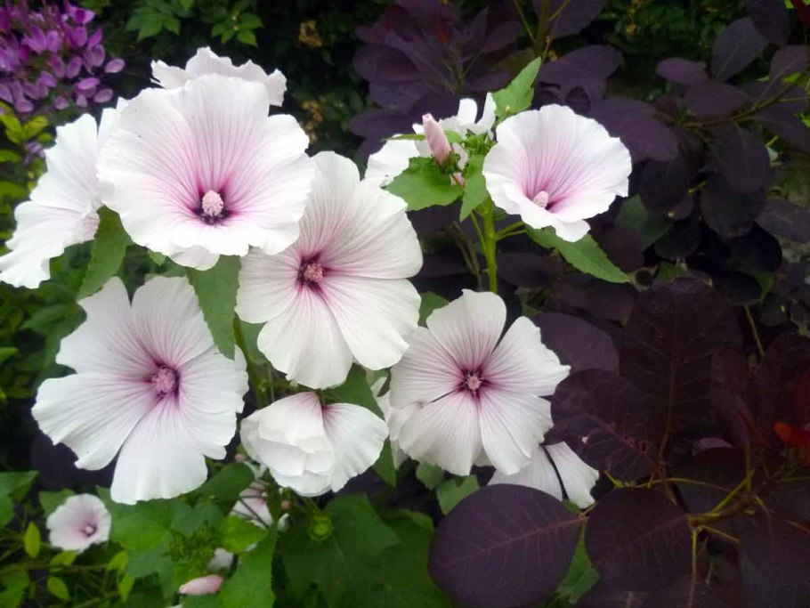 Лаватера Лавлайнс