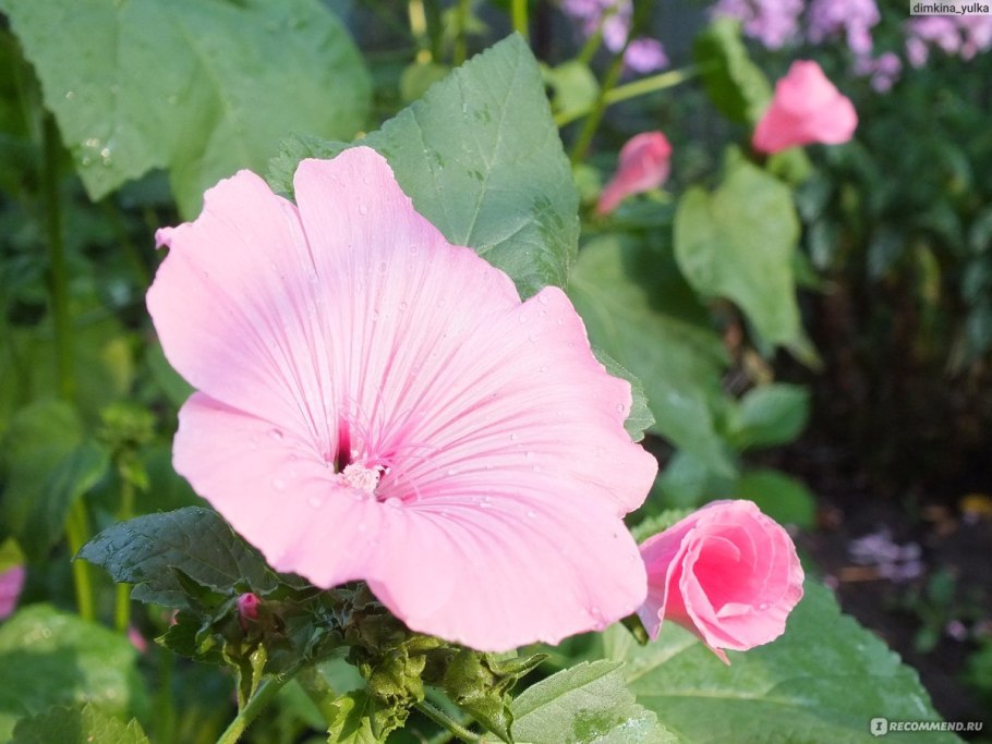 Лаватера хатьма