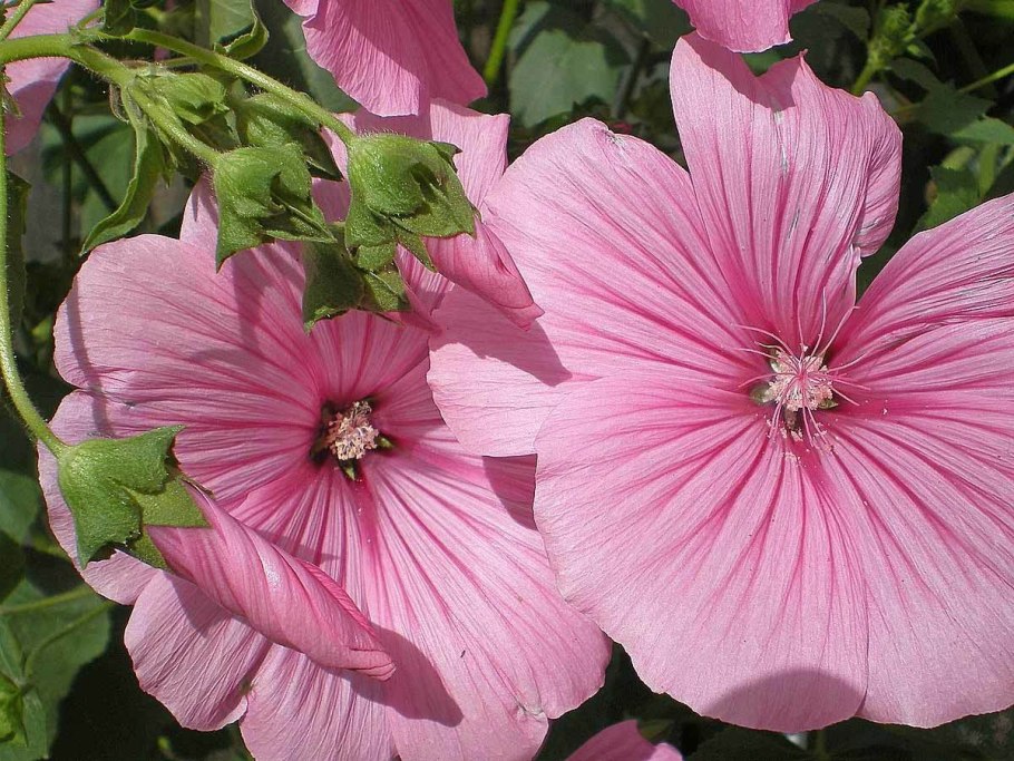 Лаватера трималоу