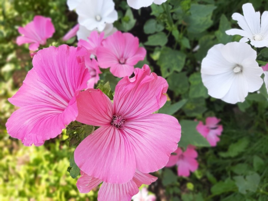 Лаватера, хатьма (Lavatera trimestris)