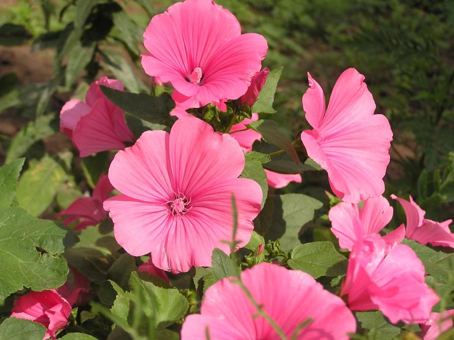 Лаватера хатьма