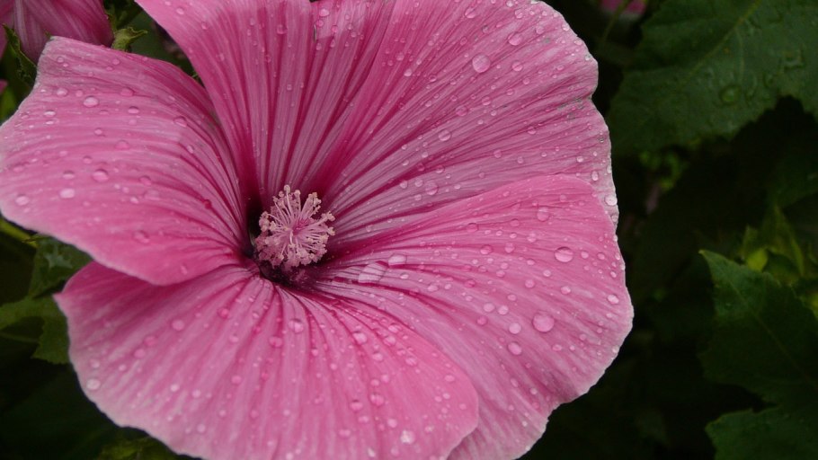 Лаватера Рубиновая Аэлита