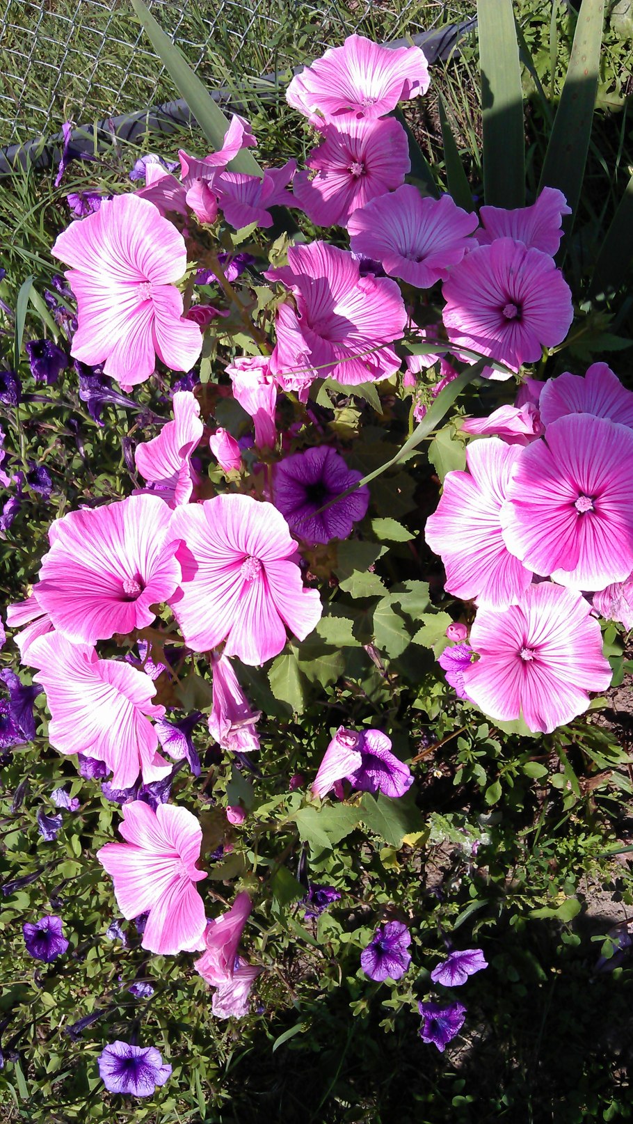 Лаватера хатьма