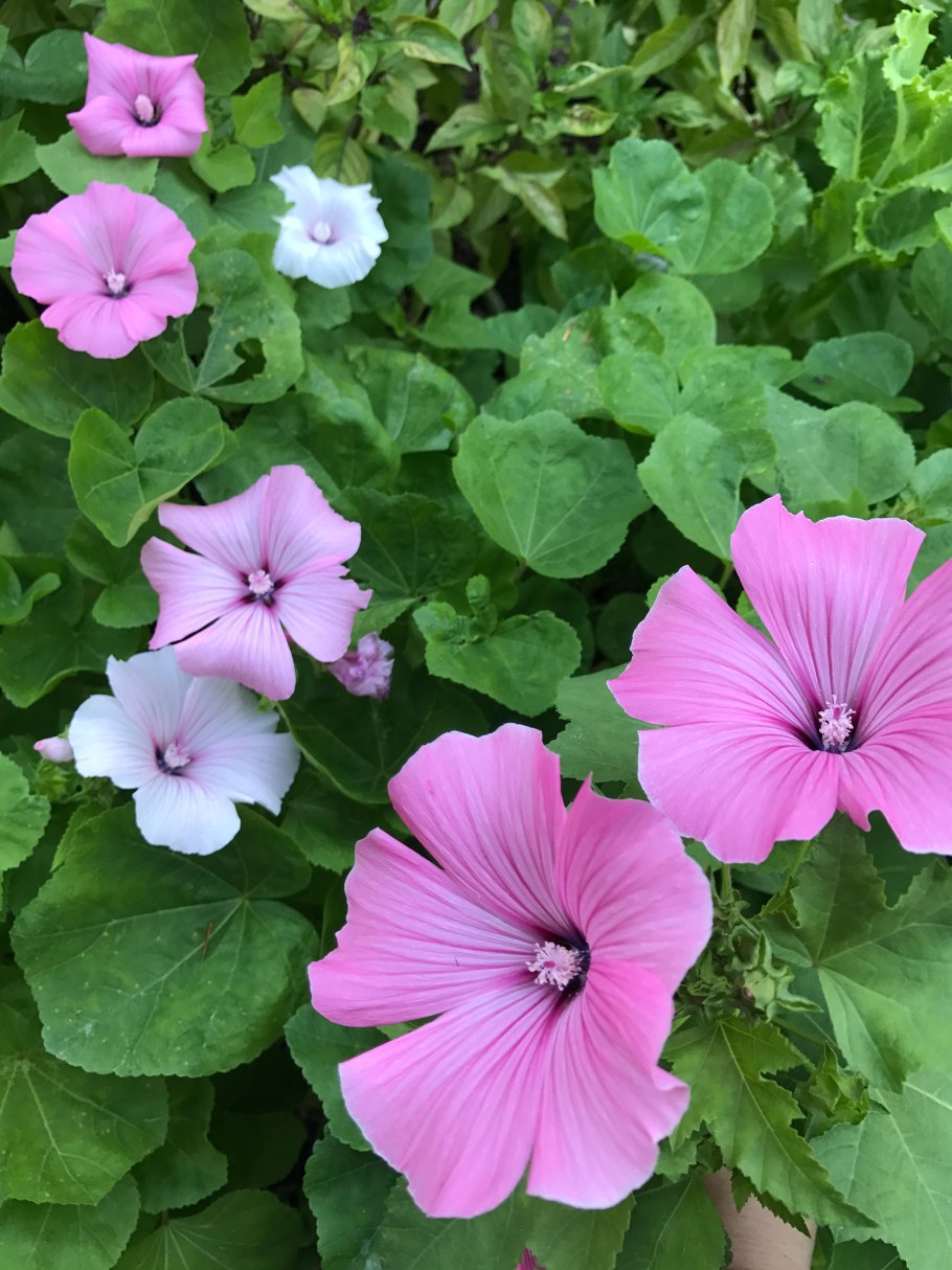 Лаватера Сильвер кап