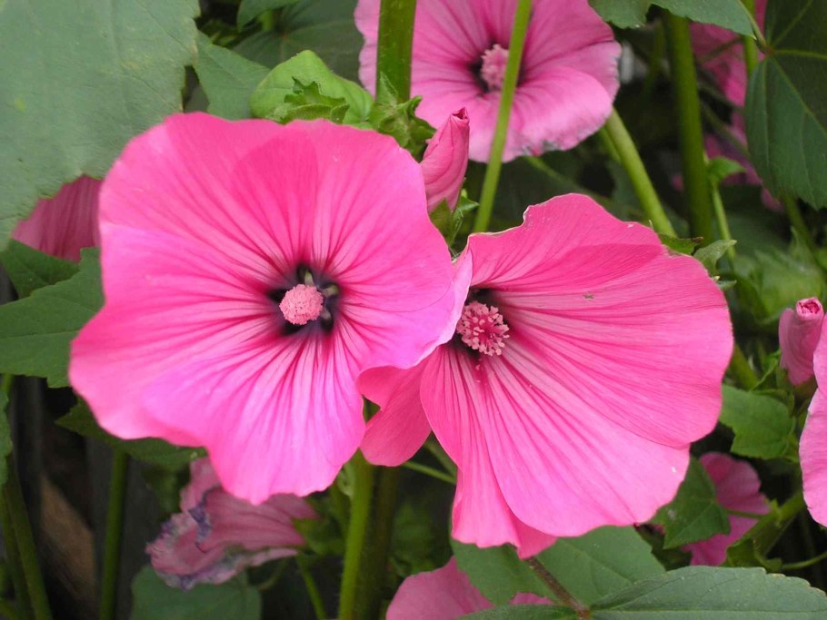 Лаватера тюрингенская многолетняя